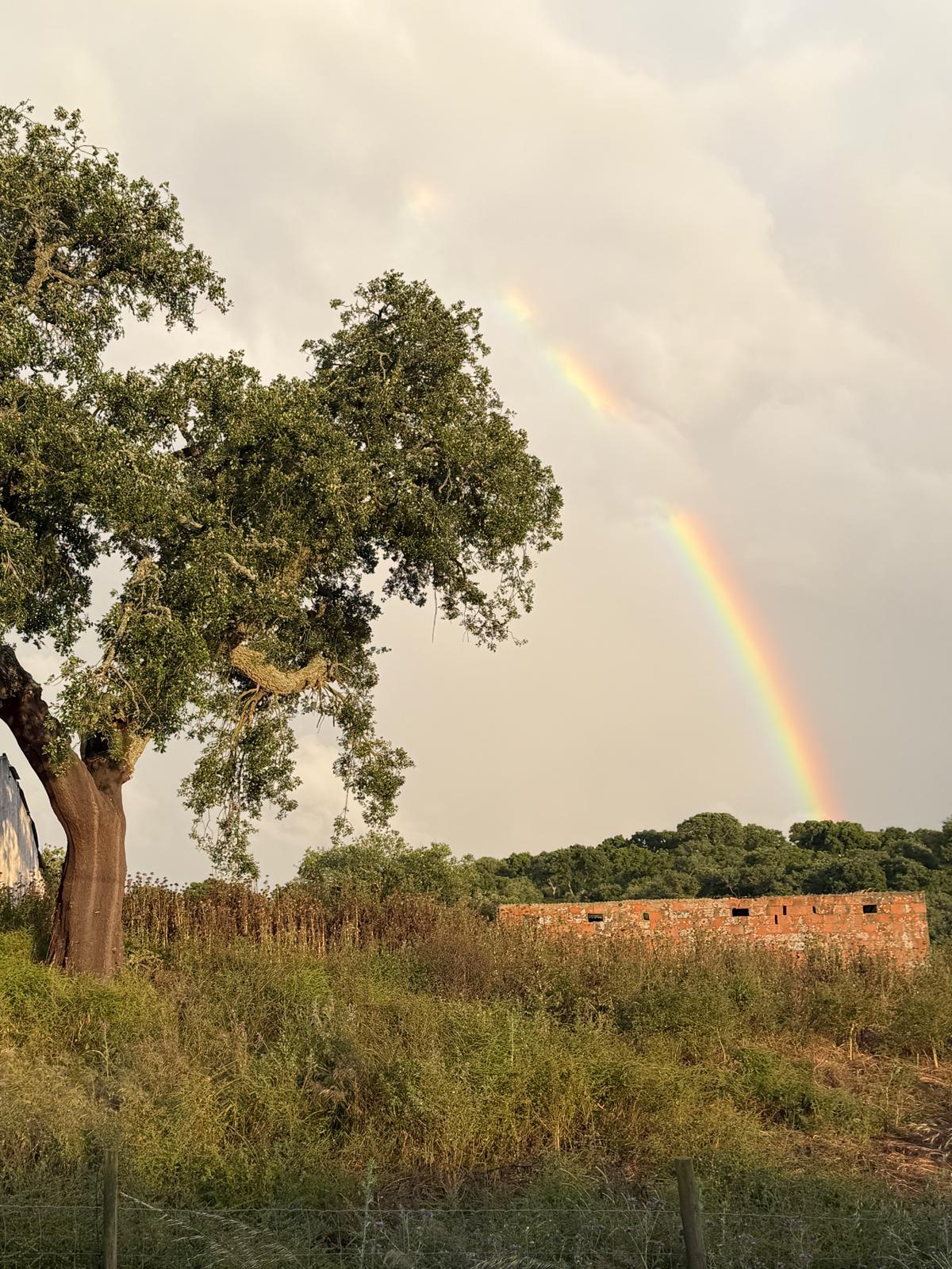 Regenbogen über einer Korkeiche im Alentejo